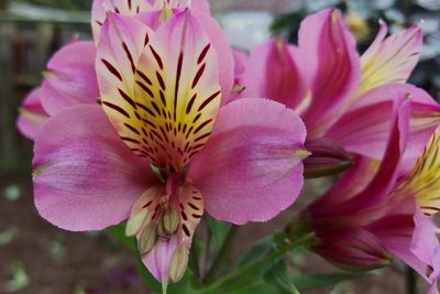 Close-up of pink flower