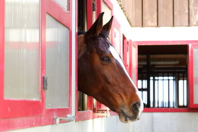 Close-up of horse