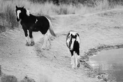 Horses at lakeshore