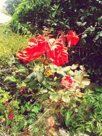 Close-up of red flowers