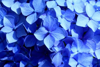 Close-up of purple hydrangea blooming outdoors