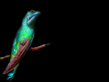 Close-up of a bird