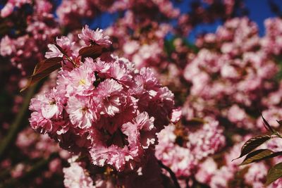 Close-up of pink cherry blossoms