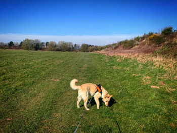 Morning sniff