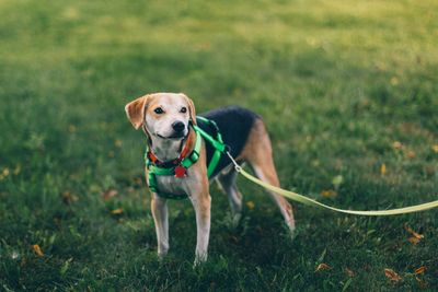 Dog standing on grassy field