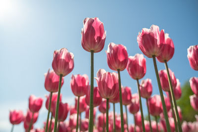 Low-angle shot of beautiful pink tulips flowers under blue sky in sunny weather.