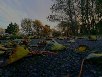 Close-up of leaves in park against sky
