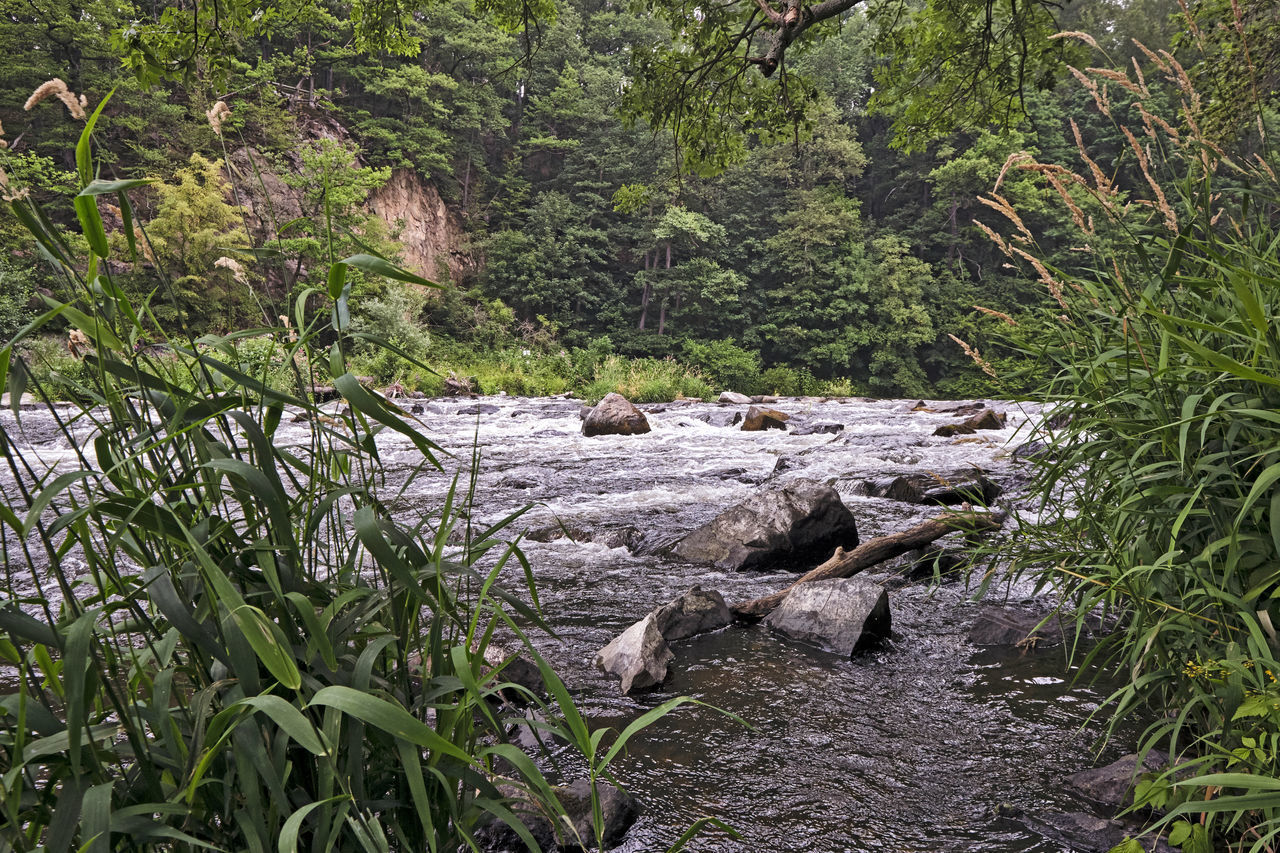 VIEW OF PLANTS IN WATER