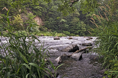 Scenic view of waterfall in forest