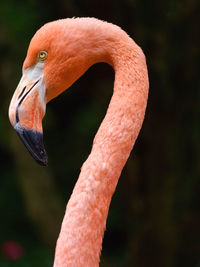 Close-up of a flamingo head