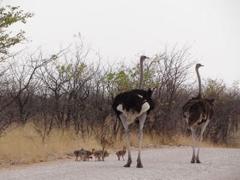 An ostrich family strolls down a street in etosha national park