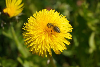 Close-up of bee pollinating on yellow flower