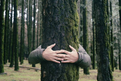 Trees in forest