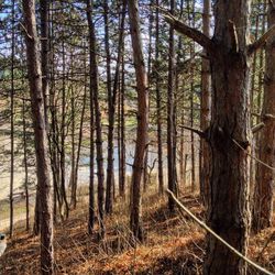 Trees in forest