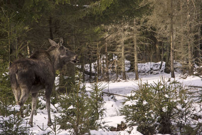 View of an animal on snow covered field