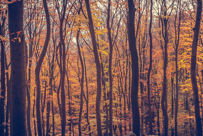 Trees in forest during autumn