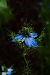 Close-up of purple flower blooming outdoors