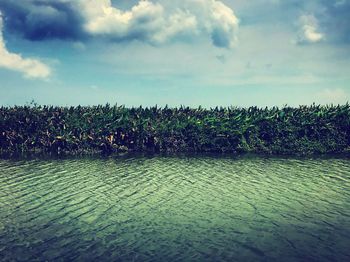 Plants growing on land against sky