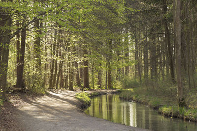 Road amidst trees in forest