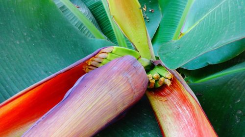 Close-up of insect on plant