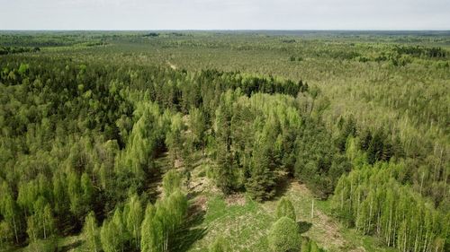 Panoramic shot of trees on field against sky