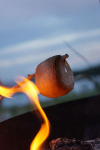 Close-up of orange mushroom growing on land