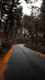 Road amidst trees in forest