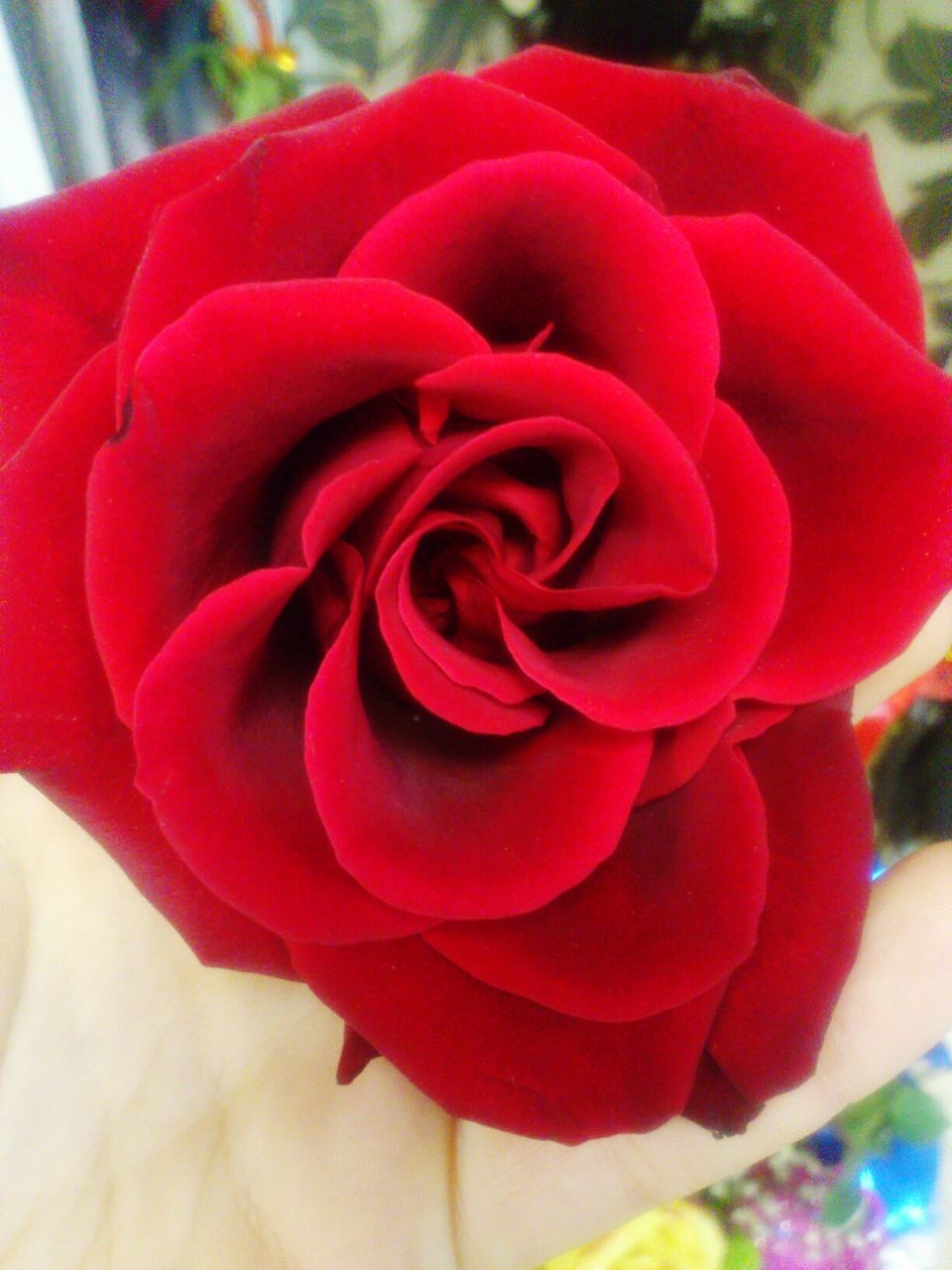 flower, petal, red, close-up, rose - flower, flower head, freshness, fragility, focus on foreground, indoors, beauty in nature, rose, nature, single flower, growth, pink color, no people, day, plant, selective focus