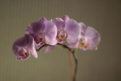 Close-up of pink orchid