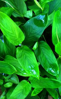 Full frame shot of green leaves