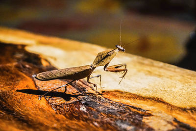 Close-up of insect on wood