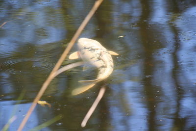 Close-up of bird in lake