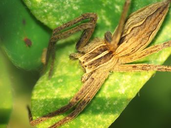 Close-up of spider on plant