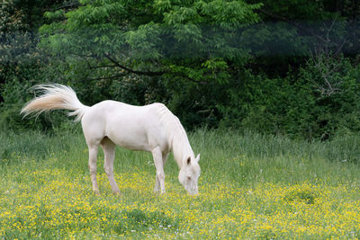 A white horse grazing in pasture of yellow flowers.
