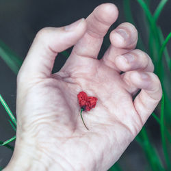 Close-up of hand holding wilted flower 