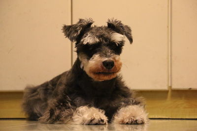 Close-up portrait of dog sitting against wall