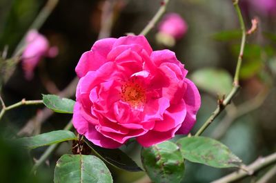 Close-up of pink rose flower