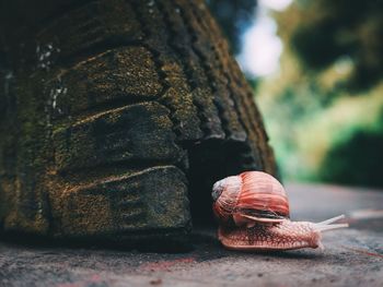 Close-up of snail on rock