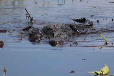 Alligator in sea