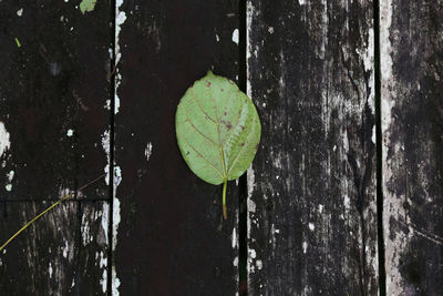 Close-up of leaf against lake