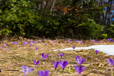 Close-up of purple crocus flowers on field