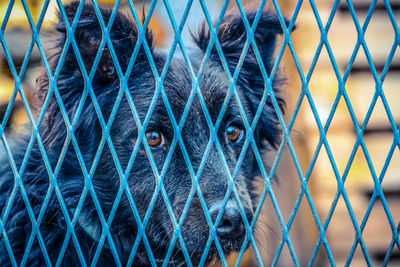 Close-up of chainlink fence