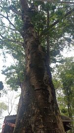 tree