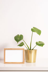 Close-up of potted plant against white background