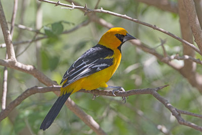 Altamira oriole in the laguna atascosa wildlife refuge in texas