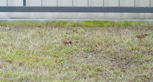 View of bird on field