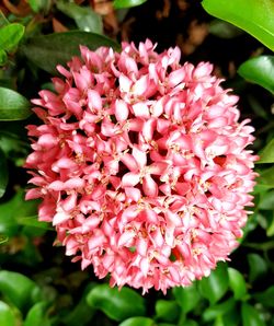 Close-up of flowers blooming outdoors