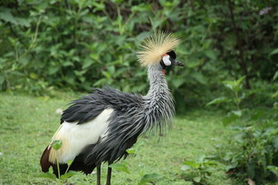 Crowned crane