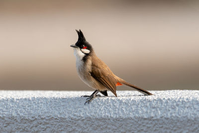 Bird on white wall