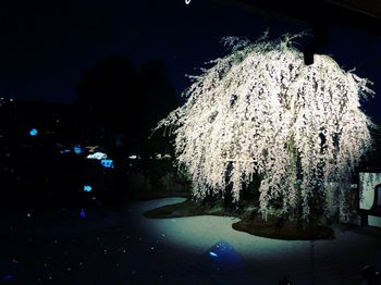 Close-up of illuminated plants during winter at night